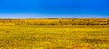 View of Masai Mara (Kenia) Royalty Free Stock Photo