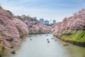 View of massive cherry blossoming in Tokyo, Japan as background.