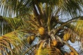 View of mature coconut fruits on tree from below.. Green palm trees on coast line. Amazing  sky white clouds and endless skyline. Royalty Free Stock Photo