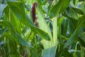 View of mature green corn growing on the field. Young Corn Plants. Corn grown in farmland, Tamil Nadu Royalty Free Stock Photo