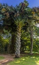 A view of a mature palm tree in the Botanical gardens at Peradeniya, Kandy, Sri Lanka, Asia