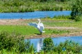 A view of a mature swan flexing its wings in the Ouse Valley Park at Wolverton, UK