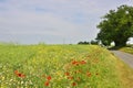 Charming Field Verge by Country Road of East England