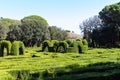 View of a maze of green hedges