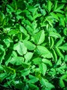 A view of meadow of Aegopodium podagraria L. from the apiales family, commonly referred to as earthen elder, grassland Royalty Free Stock Photo