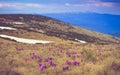 View of a meadow of blooming crocuses in the mountains.