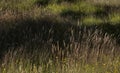 View of meadow bluegrass in the field