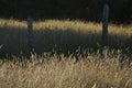 View of meadow bluegrass in the field