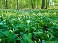 View of meadow with flowers and leaves of wild garlic on a spring day