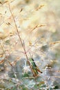 Grasshopper Royalty Free Stock Photo