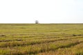 the view over the meadow after a summer of mowing