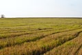 The view over the meadow after a summer of mowing