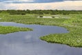 View of meandering river, meadows and water hyacinths in bloom in the North Pantanal Wetlands, Mato Grosso, Brazil Royalty Free Stock Photo