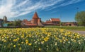 Medieval Kaunas castle and blooming daffodil flowers in spring, Lithuania, old town landscape