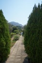 View of a Mediterranean garden with flowering plants Gaura lindheimeri, Nerium oleander, Cascabela thevetia in August. Rhodes Royalty Free Stock Photo