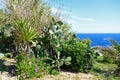 Mediterranean plants at Blue Grotto, Malta. Royalty Free Stock Photo