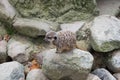 view of meerkats on gray stones Royalty Free Stock Photo