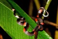 View of a Micrurus Stewarti snake crawling up the large green leaf Royalty Free Stock Photo