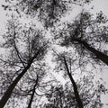 A view of the middle of the forest with towering tree branches