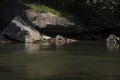 View of middle fork river detail Royalty Free Stock Photo