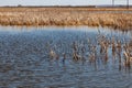 A view from the middle of the lake on the water in which spring dried yellow reeds are reflected under a clear blue sky without Royalty Free Stock Photo