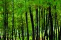 View in the middle of pine forest Royalty Free Stock Photo