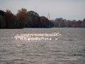 Migrating pelicans at University Lake near LSU