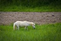 View of a Miniature White Horse, Grazing in a Tall Grass Field Royalty Free Stock Photo