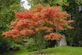 View of Red autumn tree in Mirabell Garden in Salzburg, Austria Royalty Free Stock Photo