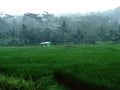 a view of the misty expanse of rice fields at dusk Royalty Free Stock Photo