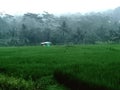 a view of the misty expanse of rice fields at dusk