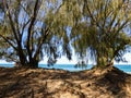 A view of Mocambique beach through the trees - Florianopolis, Brazil