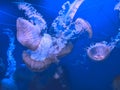 Pink jellyfish at valencia oceanografic.Glass tunnel in LOceanografic aquarium in Valencia Royalty Free Stock Photo