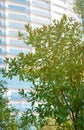 View of a modern high-rise building with glass balconies with a tree in the foreground. Urban architecture concept on a sunny Royalty Free Stock Photo