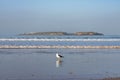 View of Mogador Island from a Beach in Essaouira Morocco with a Seagull Royalty Free Stock Photo