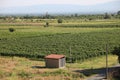 View of mole vineyards Alazani Valley Georgia