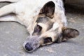 View of a mongrel dog lying on the floor Royalty Free Stock Photo