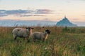 View of Mont Saint Michel abbey on the island with sheep grazing on field of fresh green grass at sunrise, Normandy Royalty Free Stock Photo