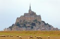 Mont Saint Michel Abbey in Normandy in Northern France and sheep Royalty Free Stock Photo