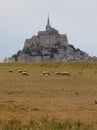 View of the Mont Saint Michel Abbey in Normandy in Northern France and sheep Royalty Free Stock Photo