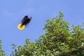 View of the Montezuma Oropendola Royalty Free Stock Photo