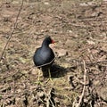 A view of a Moorhen Royalty Free Stock Photo