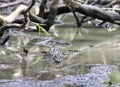 View of Morelet crocodile Royalty Free Stock Photo