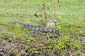 A view of a Morelets crocodile on the banks of the Belize River in Belize Royalty Free Stock Photo