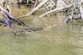 A view of a Morelets crocodile swimming in the Belize River in Belize Royalty Free Stock Photo