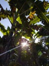 a view in the morning in a beautiful garden ,there are banana trees, avocados, sun, dry leaves, cassava trees,