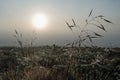 View on morning field with water drops on grass