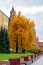View of the Moscow Kremlin. The Kremlin red brick wall. Trees in the Alexander garden . Famous sights of Moscow and Russia