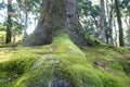 View of moss on root big tree Royalty Free Stock Photo