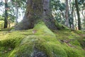 View of moss on root big tree Royalty Free Stock Photo